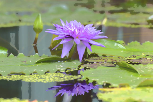 istock Lotus waterlily flower 947694842