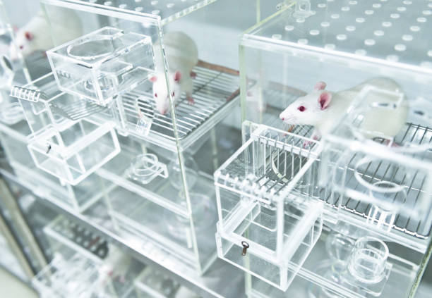 White experimental rats in the acryl metabolic cages stock photo