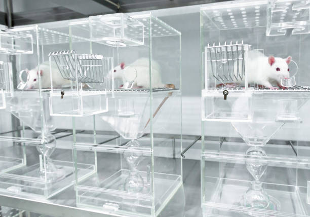 rat glass cage