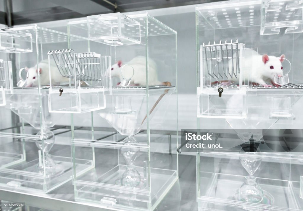 White experimental rats in the acryl metabolic cages Animal experiments for urine collection using white experimental rats in metabolic cages Rat Stock Photo
