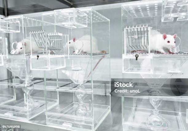 White Experimental Rats In The Acryl Metabolic Cages Stock Photo - Download Image Now