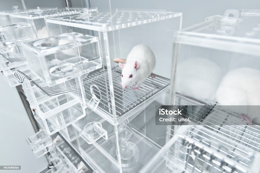 White experimental rat in the acryl metabolic cage Animal experiments for urine collection using white experimental rats in metabolic cages Laboratory Stock Photo
