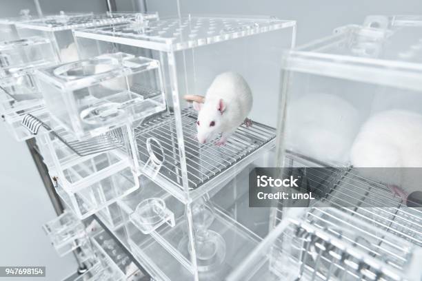 White Experimental Rat In The Acryl Metabolic Cage Stock Photo - Download Image Now - Laboratory, Mouse - Animal, Animal