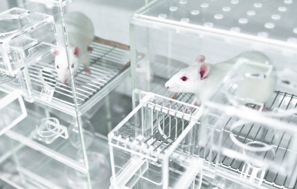 White experimental rats in the acryl metabolic cages Animal experiments for urine collection using white experimental rats in metabolic cages rat cage stock pictures, royalty-free photos & images