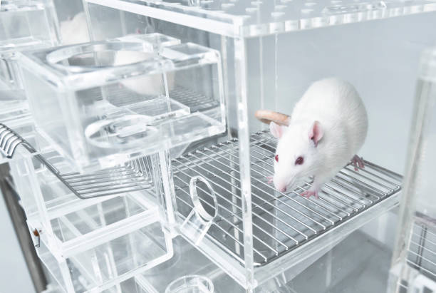 istock White experimental rat in the acryl metabolic cage 947698240