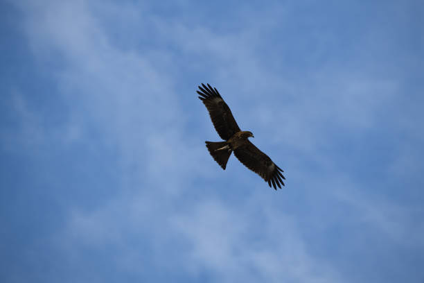 istock An eagle with it's prey of fish in it's claws under blue skies clicked at a wide angle 947698252