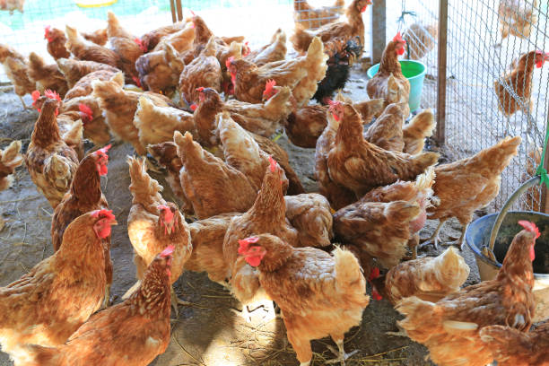 istock Chicken farm Organic from Thailand. 947698824