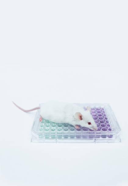 istock Experimental white mice on the 96 well plate 947698868