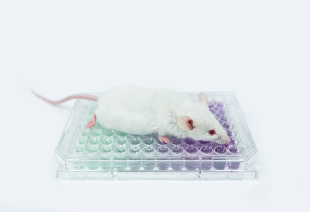 istock Experimental white mice on the 96 well plate 947703264