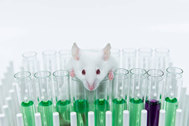 Experimental white mice and glass tubes stock photo