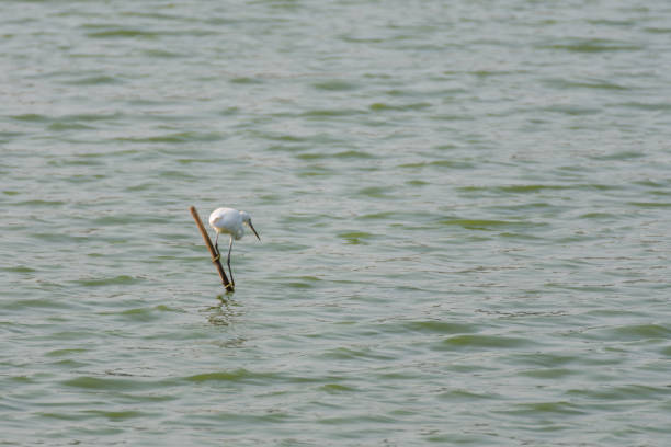 Bird (Egret or Heron) white color in a park pond