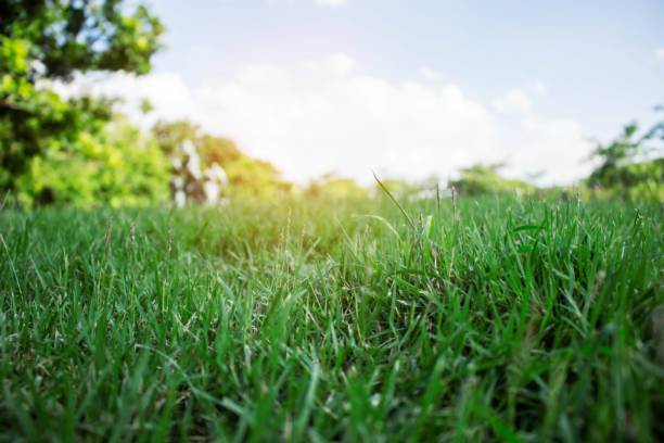 istock Green grass at the sky. 947703764