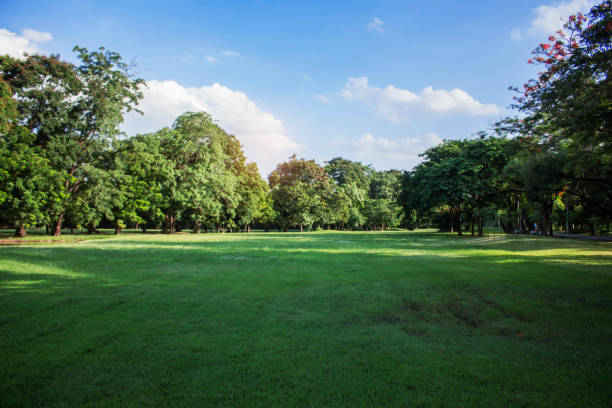 istock Lawn in the park. 947703822