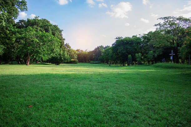 istock Lawn with nature in park. 947703838
