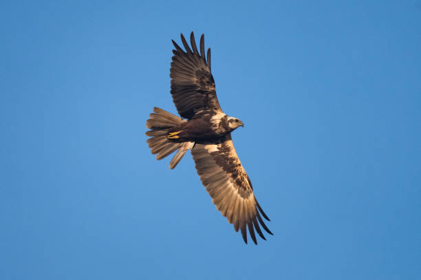 istock A female swamp harrier flying in front of a blue sky 947704896