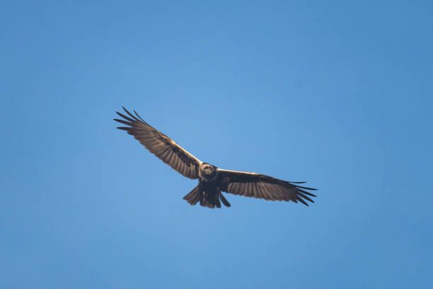 istock A female swamp harrier flying in front of a blue sky 947704898