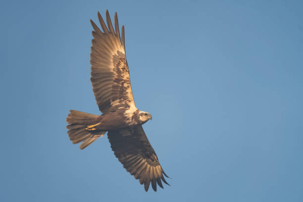 istock A female swamp harrier flying in front of a blue sky 947704928