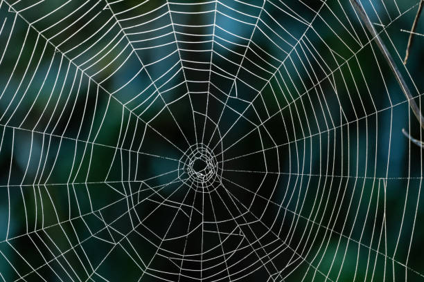 istock A spider web in front of a dark background 947704974