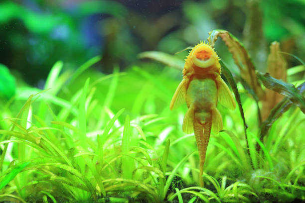 istock Close-up Pleco Catfish in aquarium tank. 947705260