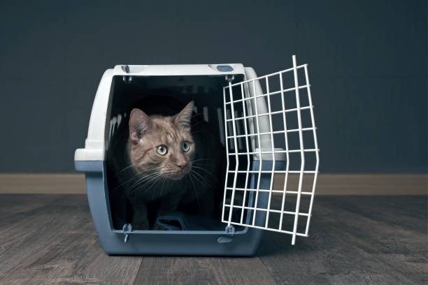istock Cute ginger cat in a travel crate looks curious sideways. 947709264