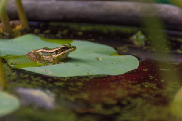 istock Frog (Green Frog) on a lotus leaf in a nature water 947714544