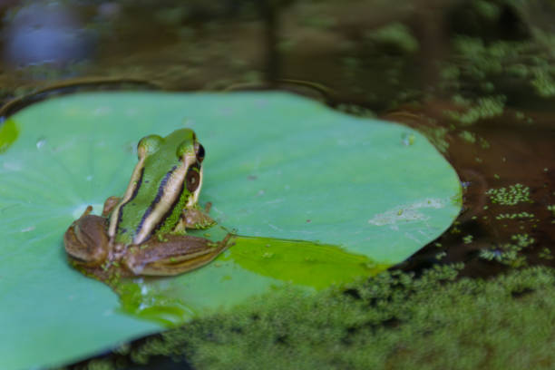 istock Frog (Green Frog) on a lotus leaf in a nature water 947714546
