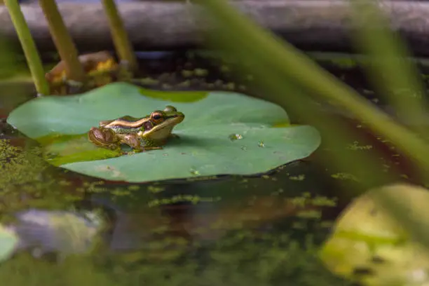 Photo of Frog (Green Frog) on a lotus leaf in a nature water