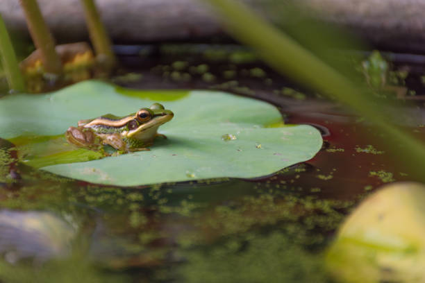 istock Frog (Green Frog) on a lotus leaf in a nature water 947714566