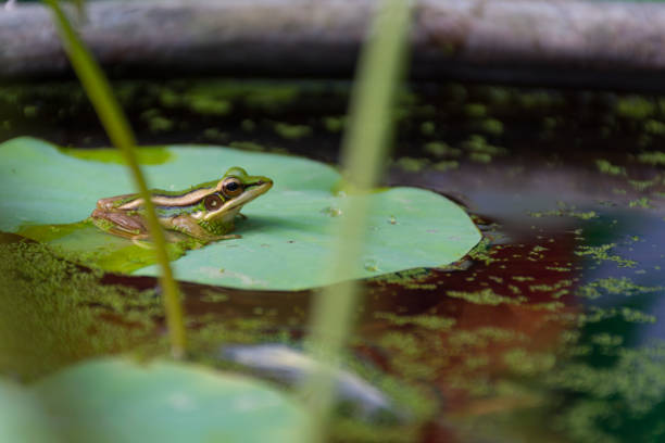 istock Frog (Green Frog) on a lotus leaf in a nature water 947714596