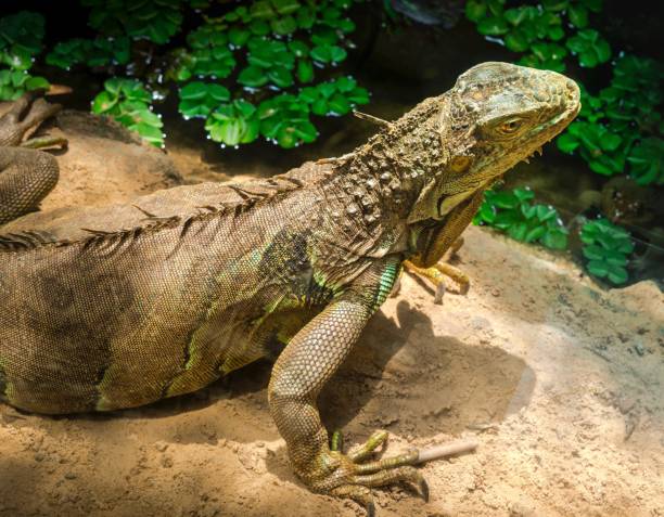 istock Big Lizard By The Pond In Garden 947718890