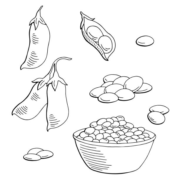 Lentil vegetable graphic black white isolated sketch set illustration vector