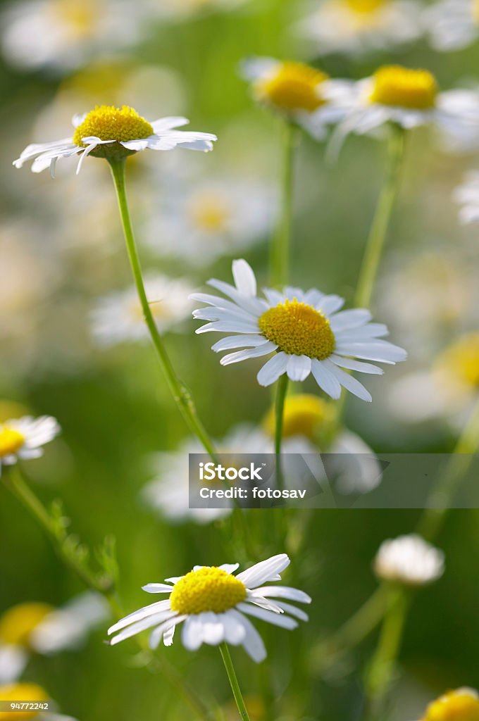 Primer plano de una hermosa daisies camomile médica - Foto de stock de Abstracto libre de derechos