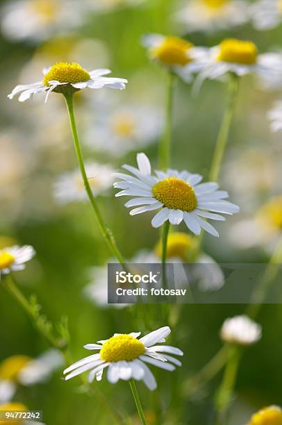 Primo Piano Di Un Bellissimo Daisiesmedical Camomilla - Fotografie stock e altre immagini di Aiuola