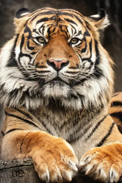Photo of Bengous tiger with a beast expression