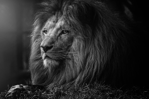 a pride of Lions (Leo Panthera) in tall grass