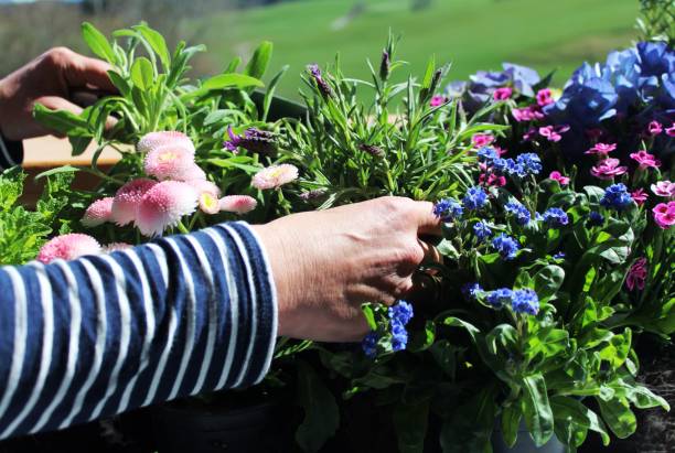 frühling ist pflanzzeit: den balkon mit blumen und kräutern bepflanzen, allgäu, bayern - rosemary flower single flower flower head stock-fotos und bilder