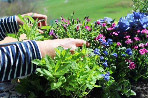 frühling ist pflanzzeit: den balkon mit blumen und kräutern bepflanzen, allg�äu, bayern - rosemary flower single flower flower head stock-fotos und bilder