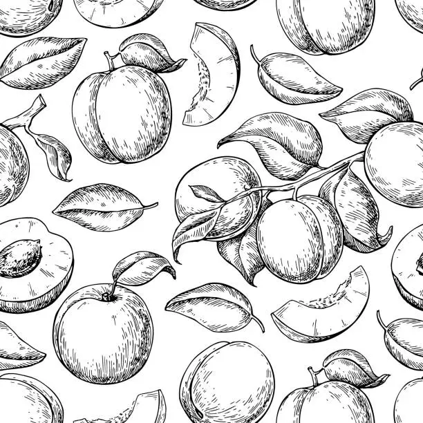 Vector illustration of Apricot seamless pattern. Vector drawing. Hand drawn fruit