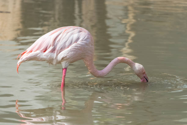 istock Greater Flamingo, pink bird 947732542