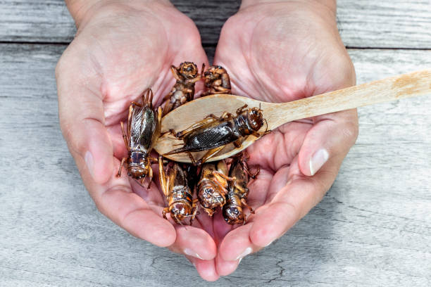 insectos y cuchara de madera en la mano hombre. el concepto de fuentes del alimento de proteína de los insectos. brachytrupes portentosus grillos es una buena fuente de proteínas, vitamina b12 y hierro, es bajo en grasa. - grillo fotografías e imágenes de stock