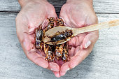 Insects and wooden spoon in male hand. The concept of protein food sources from insects. Brachytrupes portentosus crickets is a good source of protein, vitamin B12, and iron, it is low in fat.