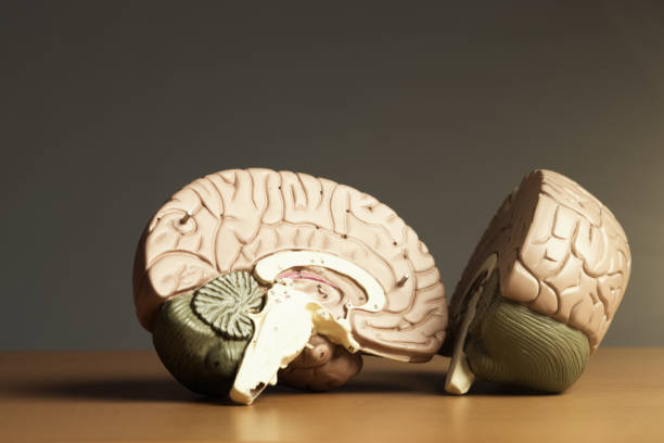 istock Two halves of a brain 947737532