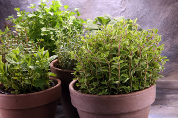 istock Homegrown and aromatic herbs in old clay pots 947738188