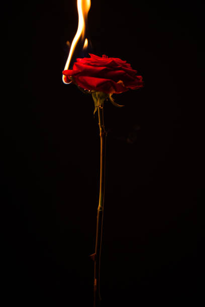 One plant burning in fire