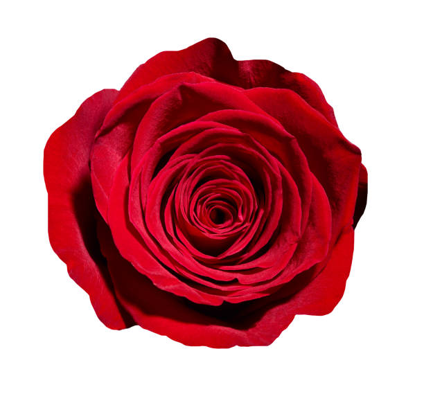 istock flower rose petal blossom red nature beautiful background 947739896