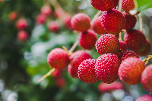 frutas de lychee madura en el árbol en la plantación de cerca - lichi fotografías e imágenes de stock