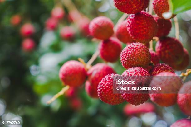 Close Up Ripe Lychee Fruits On Tree In The Plantation Stock Photo - Download Image Now