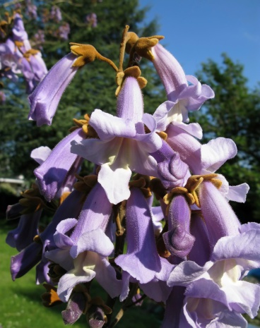 Blauglockenbaum - Paulownia tomentosa