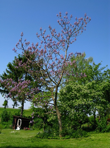 Blauglockenbaum - Paulownia tomentosa