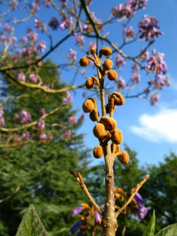 Blauglockenbaum - Paulownia tomentosa